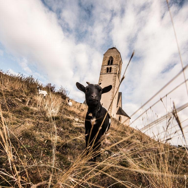 Ziege am Peterbühel