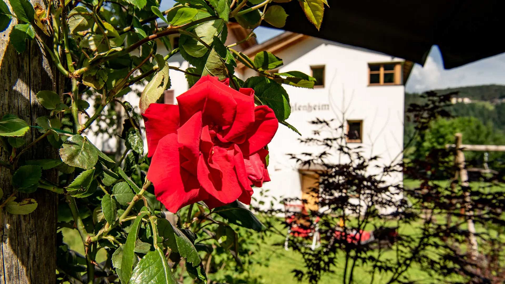 Roses in the garden-Fichtenheim